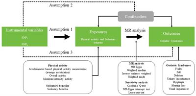 The relationship between accelerometer-based physical activity, sedentary behavior, and seven common geriatric syndromes: a two-sample Mendelian randomization study